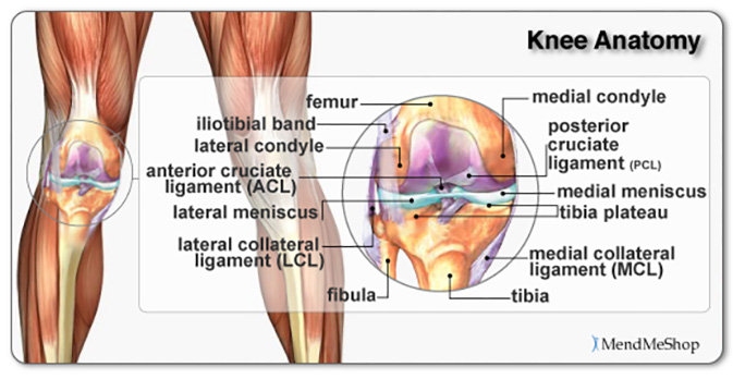 Dealing with Injury - Knee Anatomy